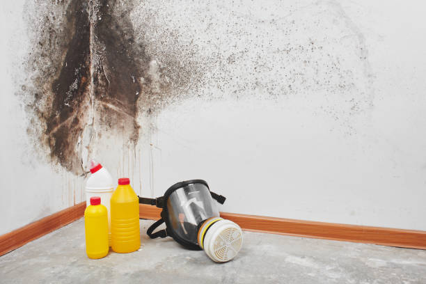 Best Attic Mold Removal  in Bethlehem Village, CT