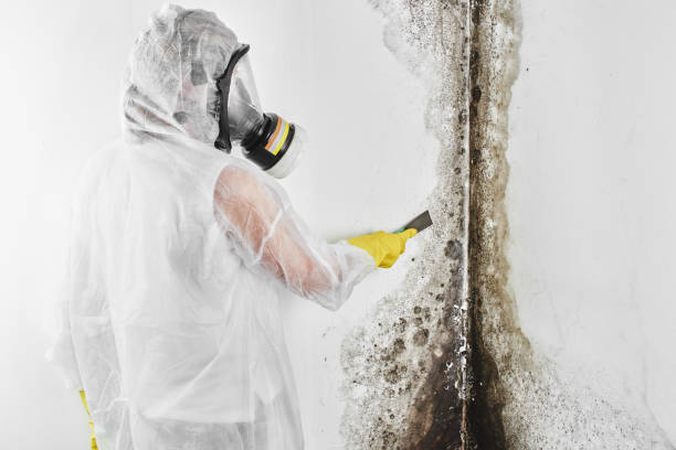 Best Emergency Mold Removal  in Bethlehem Village, CT