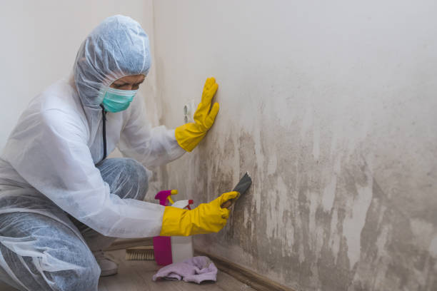 Best Certified Mold Removal  in Bethlehem Village, CT