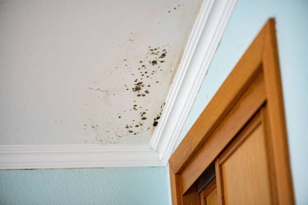 Best Crawl Space Mold Removal  in Bethlehem Village, CT