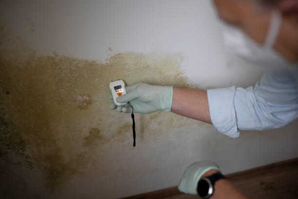 Best Office Mold Removal Services  in Bethlehem Village, CT