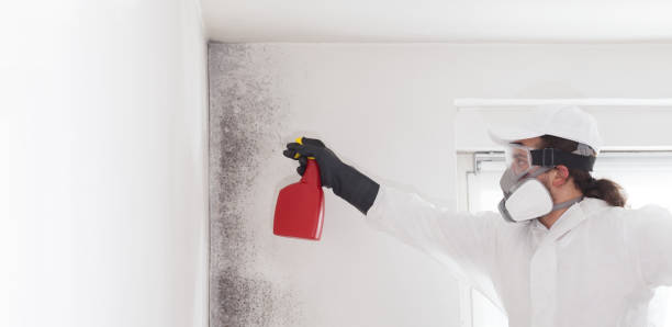 Best Mold Testing  in Bethlehem Village, CT