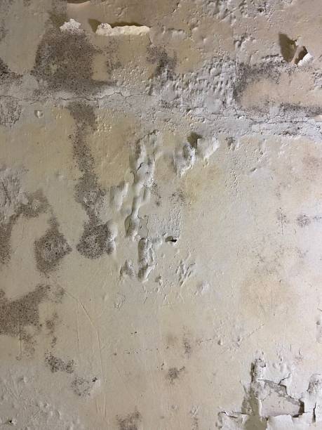 Best Certified Mold Removal  in Bethlehem Village, CT