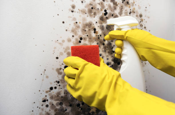 Best Home Mold Removal  in Bethlehem Village, CT
