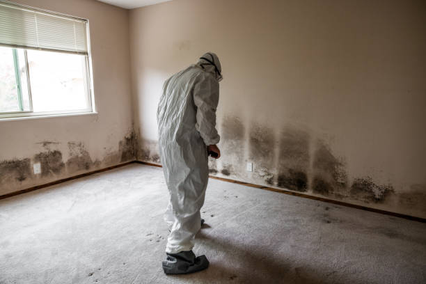 Best Mold Testing  in Bethlehem Village, CT