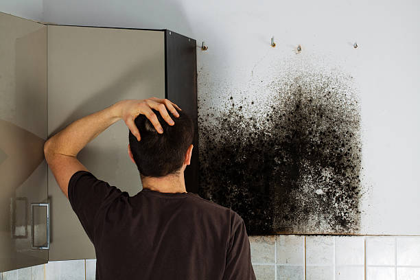 Bethlehem Village, CT Mold Removal Company