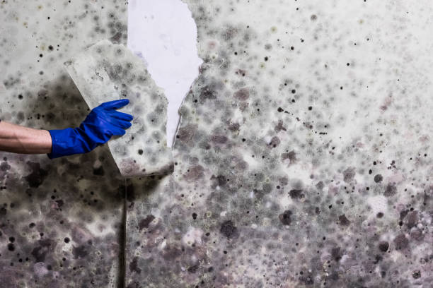 Best Mold Remediation Experts  in Bethlehem Village, CT