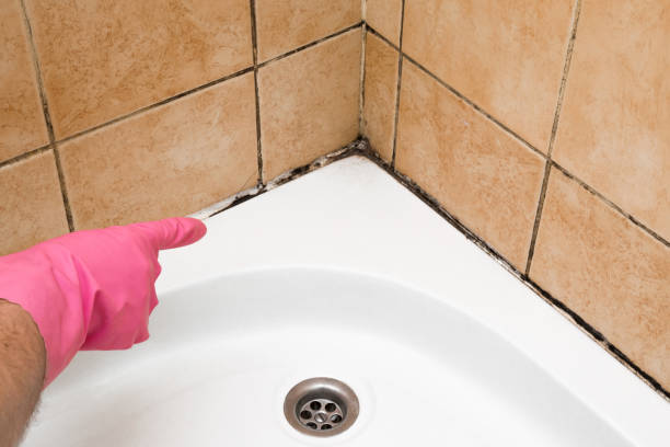 Best Mold Removal Near Me  in Bethlehem Village, CT